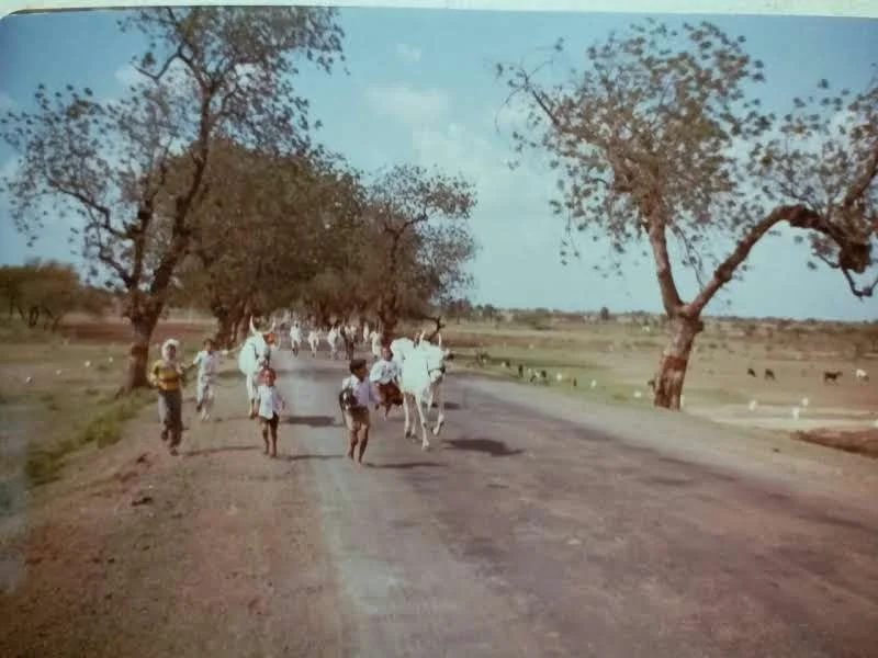 लऊळची लोकसंस्कृती: राजा बळीचा समतेचा वारसा, कोरडवाहू शिवार आणि पोळ्याचा सण